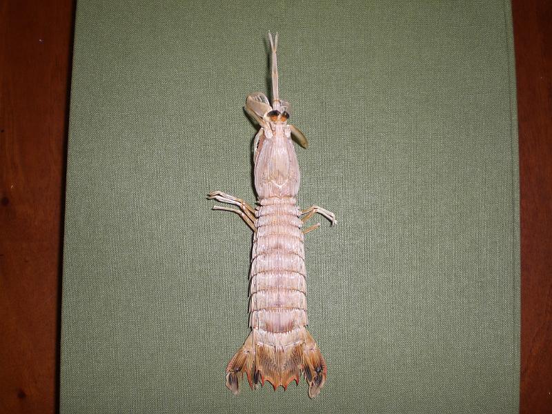 Carinosquilla thailandensis 4.jpg